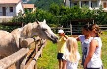 Fisco: La disciplina generale delle imprese agrituristiche